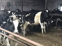 Touro, Russian Black pied cattle — foto 4