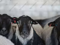 Oveja, Kuibyshev sheep — foto 4
