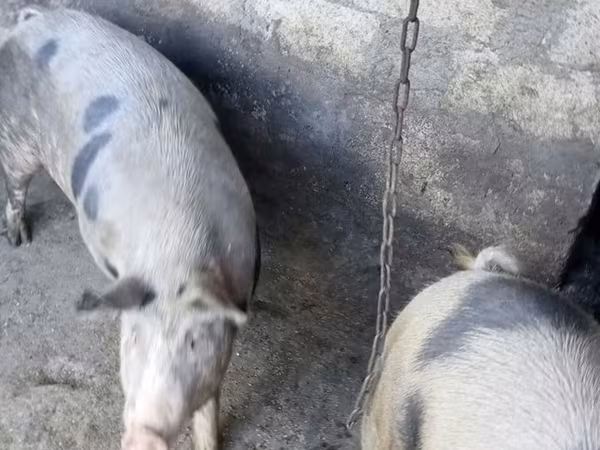 मादा सूअर,  — मॉल्डोवा