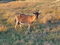Dişi keçi, Alpine goat — foto 2