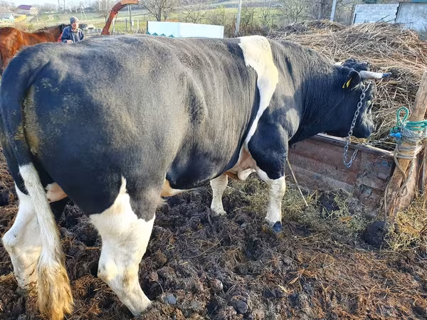 Bou, Rasa Holstein — Republica Moldova