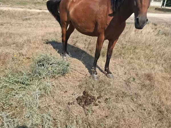 母马, Horses — 摩尔多瓦
