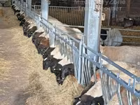 Berbec, Dorper sheep — foto 5