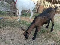 Capră, Saanen goat — foto 3