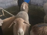 Brebis, Tian-Shan semifinewool sheep — photo 2