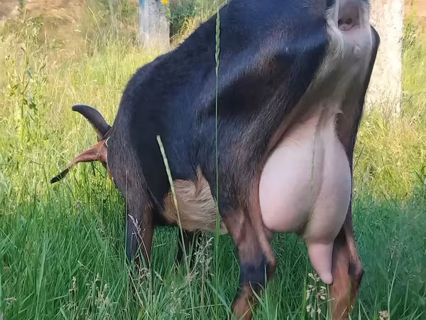 Capră, Nubian Goat — Republica Moldova