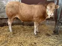 Bou, Blonde d’Aquitane cattle — foto 1