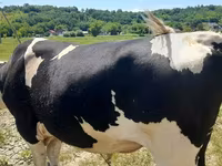 公牛, Holstein breed — 照片 1