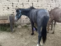 Cal, Friesian sport horse — foto 1