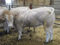 Bou, Blonde d’Aquitane cattle — foto 3