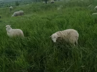 Bélier, Edilbay sheep — photo 5