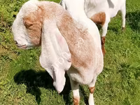 Cabra, Nubian Goat — foto 6