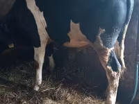 Taureau, Race Holstein — photo 3
