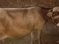 Sigir, Ukrainian Brown Dairy Cattle — 1-rasm