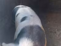Se vind porci — foto 2