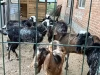 Echki, Alpine goat — 7-rasm