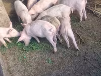Eber, Schweine — Foto 2
