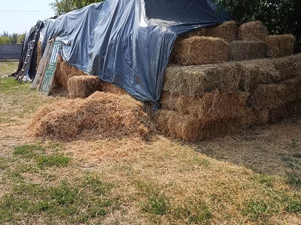 Продам гороховая солома сено смесь