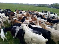 Cabra, Cabras — foto 2