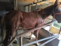 Hengst, Thoroughbred horse — Foto 6