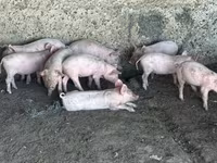 Eber, Schweine — Foto 2