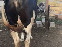 Sigir, Russian Black pied cattle — 3-rasm