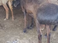 Ram, Hissar sheep — photo 4