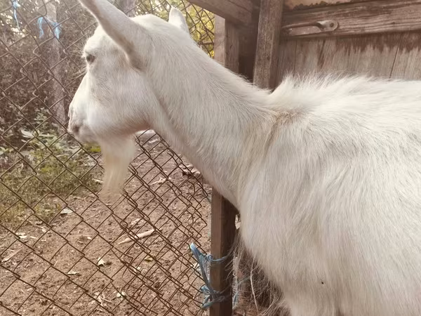 عنزة, Saanen goat