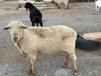 Qoç, Hampshire sheep — foto 7
