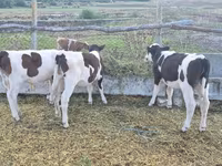 Bou, Bovine — foto 1