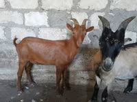 Keçi, Nubian Goat — foto 3