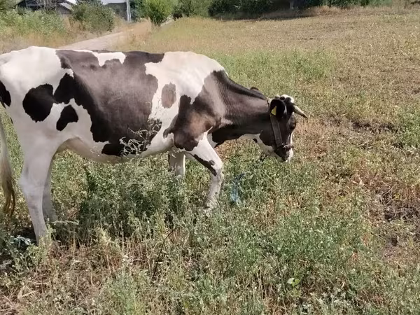 Cow, Holstein breed — Moldova