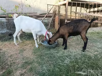 Capră, Saanen goat — foto 2