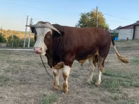 Bulle, Simmental cattle — Foto 3