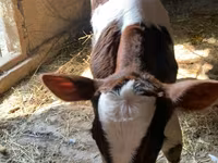 Bull, Cattle — photo 4