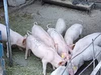 Boar, Pigs — photo 1