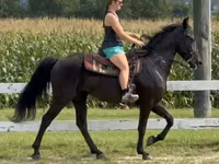 Jument, Przewalski's horse — photo 7