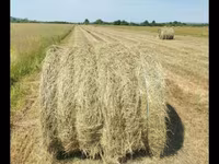 Baloți de earba — 1-rasm