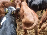 Bou, Vaca Limousine — foto 4
