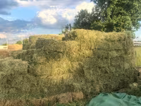 Baloți de lucerna prima coasa — الصورة 3