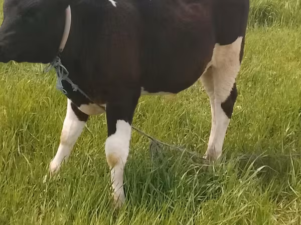 Bou, Rasa Holstein