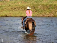 حصان, Quarter Horse — الصورة 8