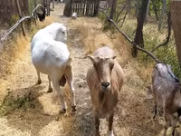 Keçi, LaMancha goats — foto 5