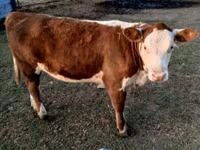 सांड, Swiss cattle — फ़ोटो 4