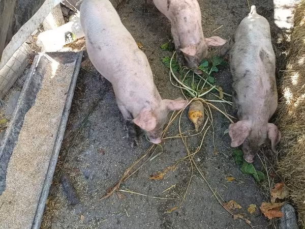 Scroafă, Porci — Republica Moldova