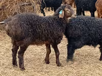 Ram, Edilbay sheep — photo 2