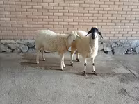 Țap, Capre — foto 2