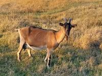 Dişi keçi, Alpine goat — foto 1
