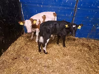 母牛, Cattle — 照片 3