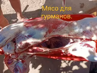Деликатесы — фото 2